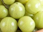 இந்தியன் ஒட்டு பெரிய நெல்லிக்காய்