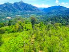 Invest in Sri Lanka’s Premier Agribusiness Badulla – Mahiyangana road.