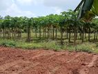 Land for Sale in Urumpirai East Jaffna