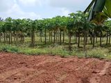 Land for Sale in Urumpirai East Jaffna
