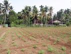 Investment Land in Gonapola