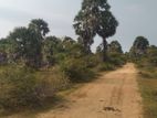 Land for Sale in Mannar