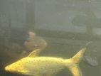 Iridescent Shark Catfish