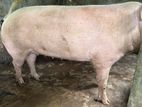 Pigs