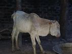 Farm Cows