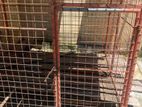 Dog Cage