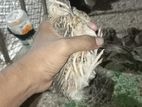 காடை (Quail)