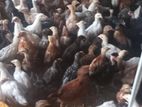 இறைச்சி கோழி குஞ்சு