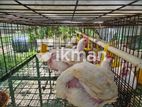இறச்சிக் கோழிகள் விற்பனைக்குண்டு
