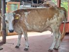 ISAR cow