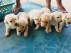 Labrador Puppies