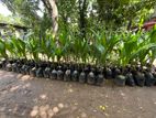 Coconut Plants