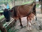ඉතා උසස් තත්වයේ කිරි දෙන සහ වසු පැටවා
