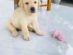 Labrador Puppy