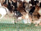 Farm Chicks