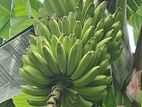 Itharai Banana Plant