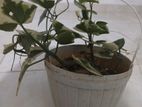 Ivy Plant