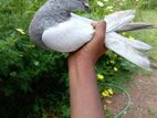 Iyan Pigeon