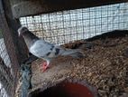 Pigeon