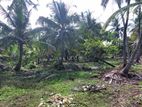 JA-ELA : 107P EXCEPTIONAL COCONUT LAND FOR SALE