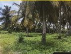 Ja Ela : 560 Perches Coconut Land for Sale in Bopitiya.