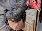 Farm Hen