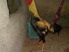 ජාල නාම්බා