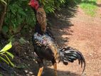 Jaala Rooster