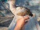 Jaala Line Chicks