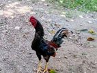 Jaala Rooster