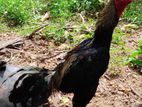 Rooster