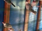 Java Birds