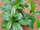 ஜாவா இன கோப்பிக் கன்றுகள் ( Java Coffee seedlings)