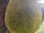 Jack Fruit