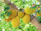 Jack Fruits