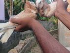Jacobian pigeon /singa pura