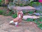 Jacobin Pigeon