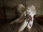 Jacobin Pigeons