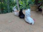 Bantam Chicken