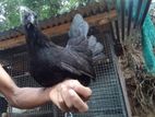 ජැපනීස් බැන්ටම්