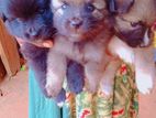 Pomenariyan Puppies