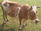 Cow Male