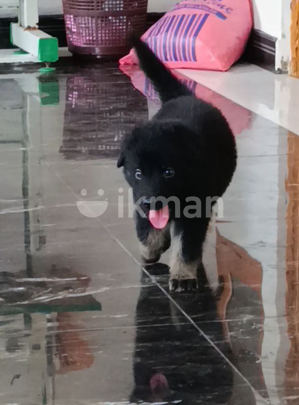 German Shepherd Puppy for Sale in Jaffna City ikman