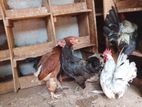 Country Chickens