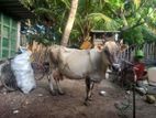 Farm Cow