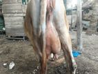 Milk Cow