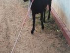 Farm Goat