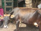 Jaffna Cow