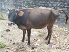 Farm Cows