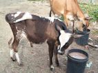 Jersey Cow